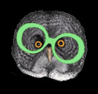owl.jpg (10799 bytes)